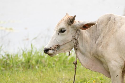 cow is on the grassland and  it is a bee in food industry