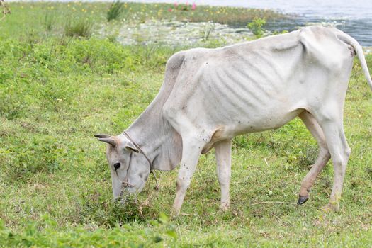 cow is on the grassland and  it is a bee in food industry