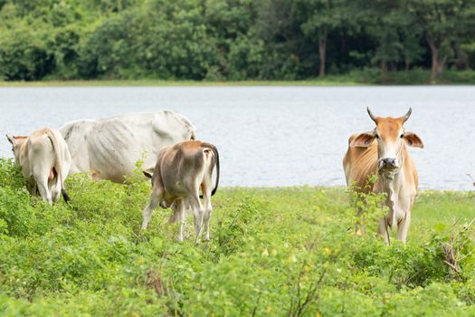 cow is on the grassland and  it is a bee in food industry