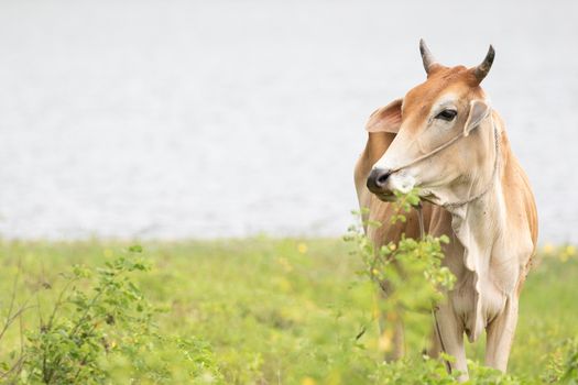 cow is on the grassland and  it is a bee in food industry