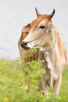 cow is on the grassland and  it is a bee in food industry