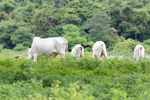 cow is on the grassland and  it is a bee in food industry