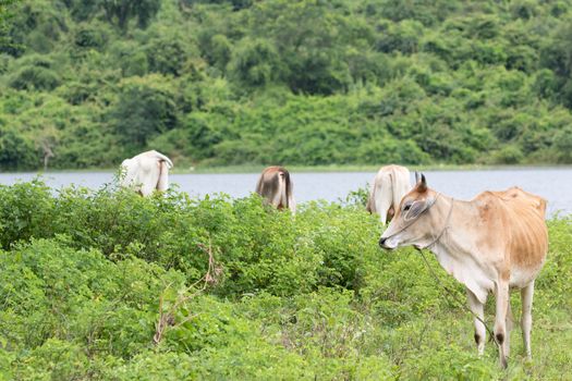 cow is on the grassland and  it is a bee in food industry