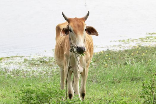 cow is on the grassland and  it is a bee in food industry