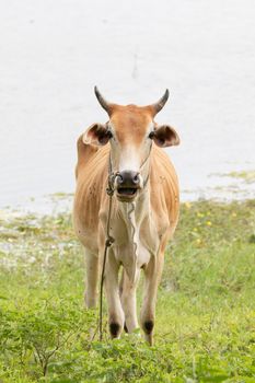 cow is on the grassland and  it is a bee in food industry