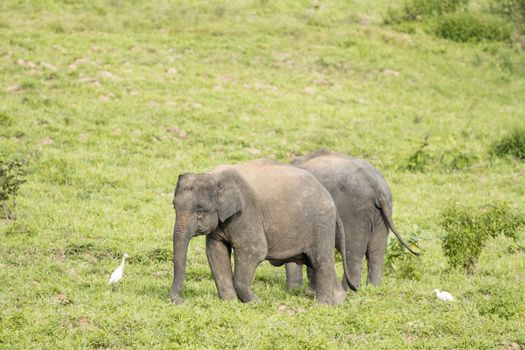 Asian elephants are the largest living land animals in Asia .Asian elephants are highly intelligent and self-aware.