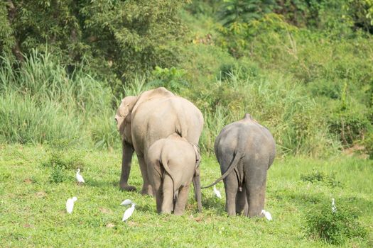 Asian elephants are the largest living land animals in Asia .Asian elephants are highly intelligent and self-aware.