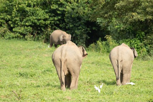 Asian elephants are the largest living land animals in Asia .Asian elephants are highly intelligent and self-aware.