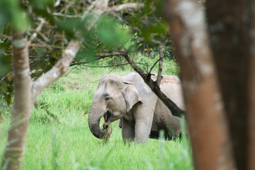 Asian elephants are the largest living land animals in Asia .Asian elephants are highly intelligent and self-aware.