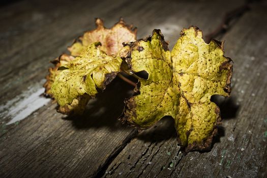 Withered grape leaves on an old wooden surface