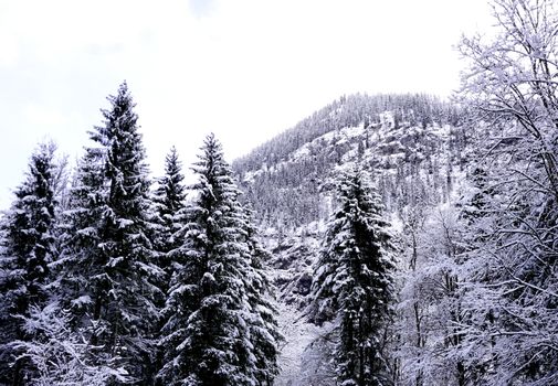 Hallstatt Winter snow mountain landscape the pine forest in upland valley leads to the old salt mine of Hallstatt in snowy day, Austria