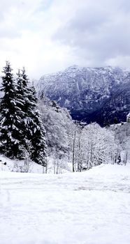 Hallstatt Winter snow mountain landscape and the pine forest vertical in upland valley leads to the old salt mine of Hallstatt, Austria