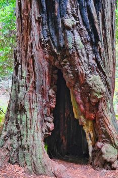 Hollow Redwood Tree in Muir Woods