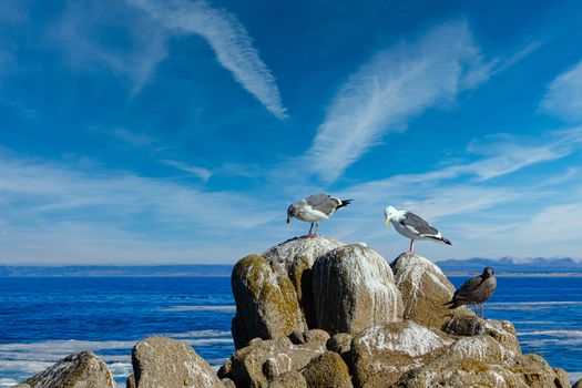Three Gulls on Rocks in Pacific Grove