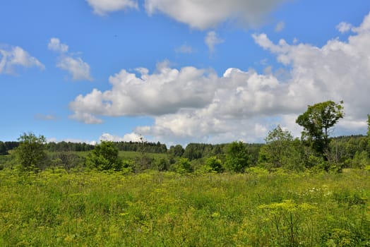 Green meadow with grass and bushes under a blue sky with clouds.