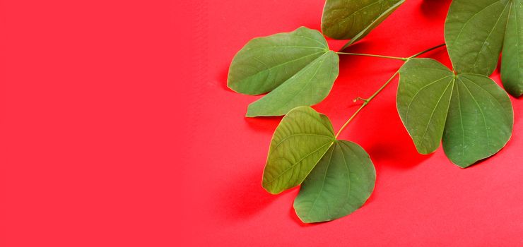 Indian Festival Dussehra, showing golden leaf on red background. Greeting card.