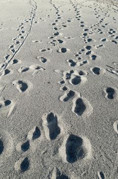 Many footsteps going everywhere on a sandy beach
