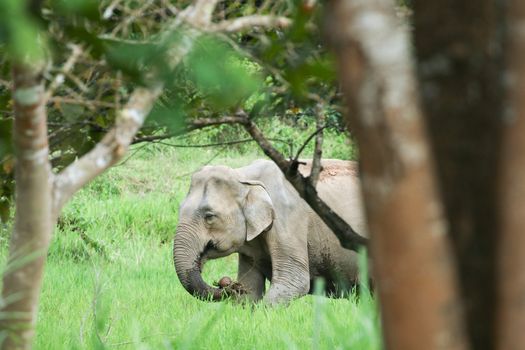 Asian elephants are the largest living land animals in Asia .Asian elephants are highly intelligent and self-aware.