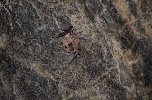 Long-winged Tomb Bat   are sleeping in the cave hanging on the ceiling period midday