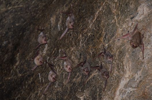 Long-winged Tomb Bat   are sleeping in the cave hanging on the ceiling period midday