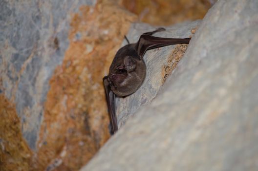 Long-winged Tomb Bat   are sleeping in the cave hanging on the ceiling period midday