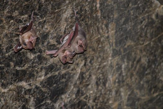 Long-winged Tomb Bat   are sleeping in the cave hanging on the ceiling period midday