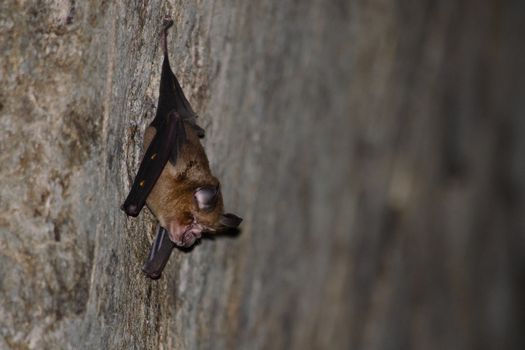 Malayan Horseshoe Batare sleeping in the cave hanging on the ceiling period midday