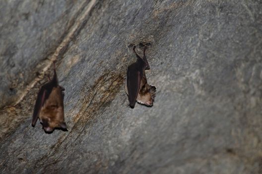 Malayan Horseshoe Batare sleeping in the cave hanging on the ceiling period midday