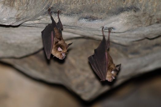 Malayan Horseshoe Batare sleeping in the cave hanging on the ceiling period midday