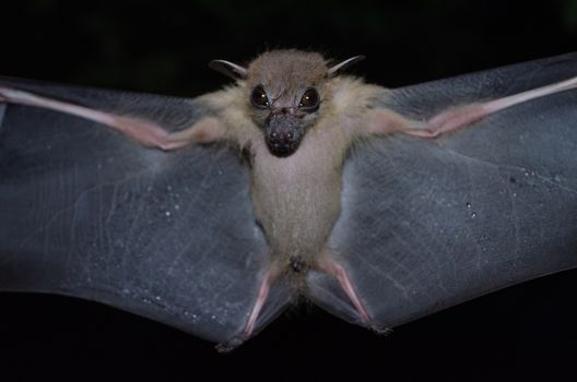 Greater Shortnosed Fruit Bat are sleeping in the cave hanging on the ceiling period midday