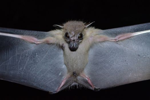 Greater Shortnosed Fruit Bat are sleeping in the cave hanging on the ceiling period midday