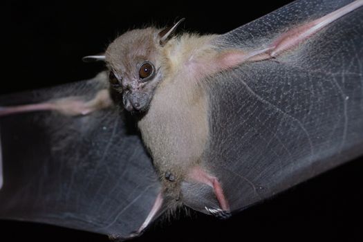 Greater Shortnosed Fruit Bat are sleeping in the cave hanging on the ceiling period midday