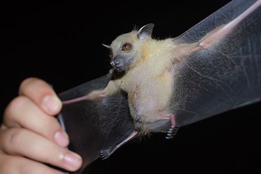 Greater Shortnosed Fruit Bat are sleeping in the cave hanging on the ceiling period midday