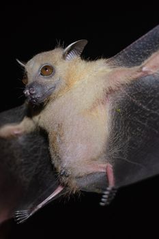 Greater Shortnosed Fruit Bat are sleeping in the cave hanging on the ceiling period midday