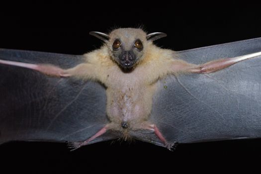 Greater Shortnosed Fruit Bat are sleeping in the cave hanging on the ceiling period midday