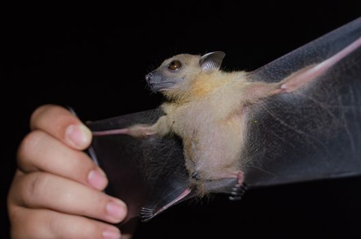 Greater Shortnosed Fruit Bat are sleeping in the cave hanging on the ceiling period midday