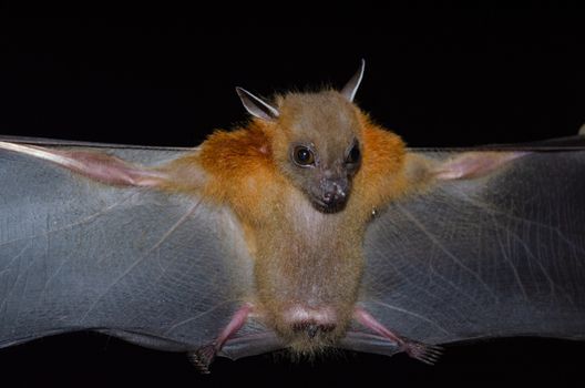 Greater Shortnosed Fruit Bat are sleeping in the cave hanging on the ceiling period midday