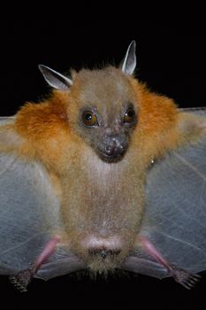 Greater Shortnosed Fruit Bat are sleeping in the cave hanging on the ceiling period midday