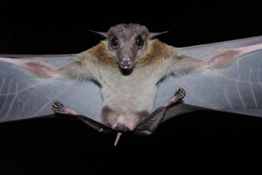 Cave Fruit Bat are sleeping in the cave hanging on the ceiling period midday