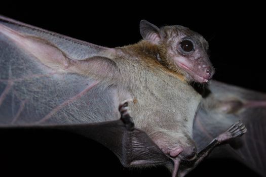 Cave Fruit Bat are sleeping in the cave hanging on the ceiling period midday