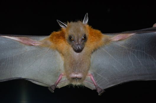 Greater Shortnosed Fruit Bat are sleeping in the cave hanging on the ceiling period midday