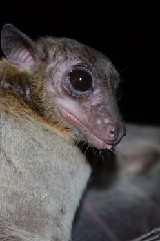 Cave Fruit Bat are sleeping in the cave hanging on the ceiling period midday