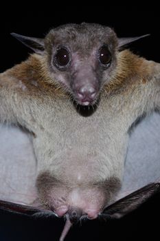 Cave Fruit Bat are sleeping in the cave hanging on the ceiling period midday