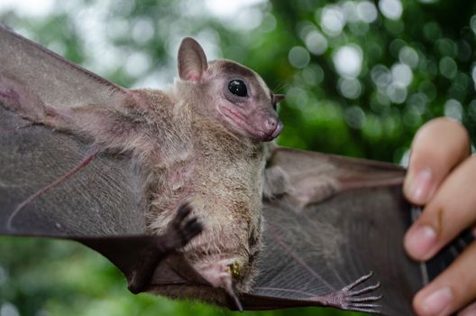 Cave Fruit Bat are sleeping in the cave hanging on the ceiling period midday