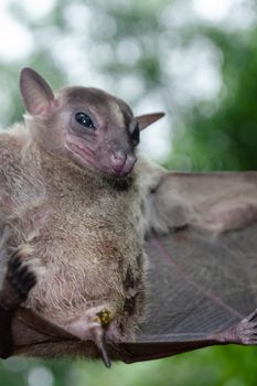 Cave Fruit Bat are sleeping in the cave hanging on the ceiling period midday