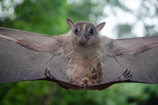 Cave Fruit Bat are sleeping in the cave hanging on the ceiling period midday