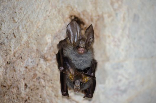 esser false vampire bat  are sleeping in the cave hanging on the ceiling period midday