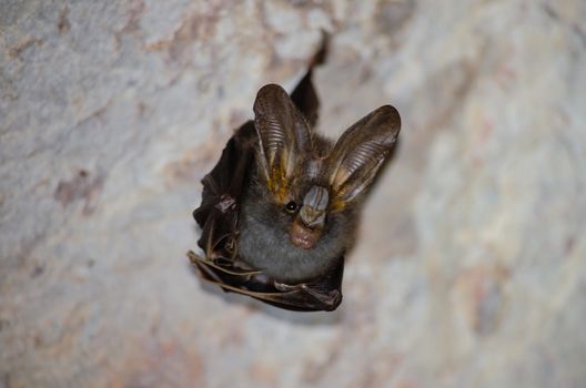 esser false vampire bat  are sleeping in the cave hanging on the ceiling period midday