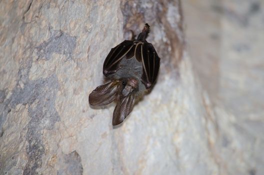 esser false vampire bat  are sleeping in the cave hanging on the ceiling period midday