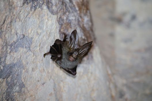 esser false vampire bat  are sleeping in the cave hanging on the ceiling period midday